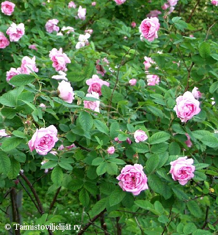 Rosa Puistoruusu-Ryhmä 'Hurdal'